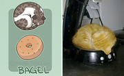 Bagel Cat