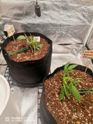 WhatsApp Image 2025-09-19 at 22.05.16 (3)