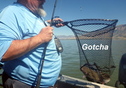 [Image: GOTCHA.jpg]