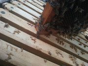 photo_2020-06-16_07-17-39