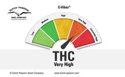cannabis plants