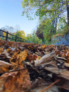 43 - C'est la neige qui pousse