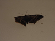 31.7.visiting moths VII