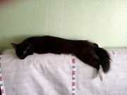  junior