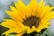 Helianthus annuus (Sunflower) - JPB_2839-Edit