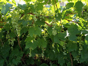 [Image: green-seedless-grapes.jpg]