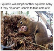 squirrels do