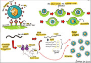 Coronavirus attachment, replication in cell_coronavirus