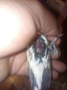 صورة