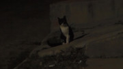 2.2.one of the cats that hang out around betinha's gig place