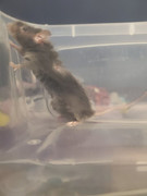 Noticed a lump near my mouse's left hind rear leg. What is it? 20200806-162901