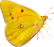 0-1c1185-b62e5451-orig