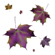 ISmell-Autumn-LL-Element54