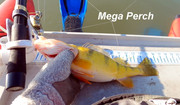 [Image: MEGA-PERCH.jpg]