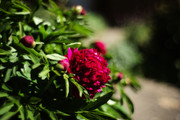 Peony-Double-Red