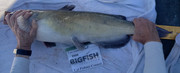 [Image: 31-catfish-2.jpg]