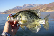 [Image: DEER-CREEK-CRAPPIE.jpg]