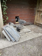 5111F101-CA8F-40E1-9E0D-C7511CDC0CB4