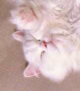 2021-02-09 09.12.02 2505431425122943804_27798948