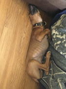 Rocco the Rhodesian Ridgeback 23