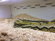 5888748C-77AA-4EED-97AE-74FE804E6F25