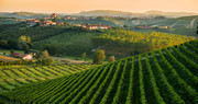 Wine Tour Langhe