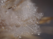DSC01242-crop