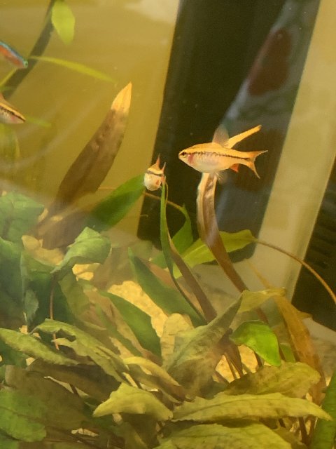 50C6FC73-7B40-497D-9BC0-E527E5C354EC