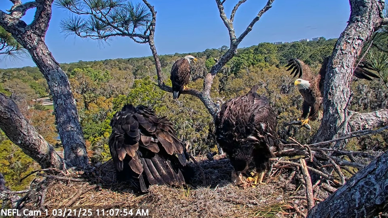 NEFL Cam 1 — tiešraidē Bald Eagle Cam 14-6-47 screenshot