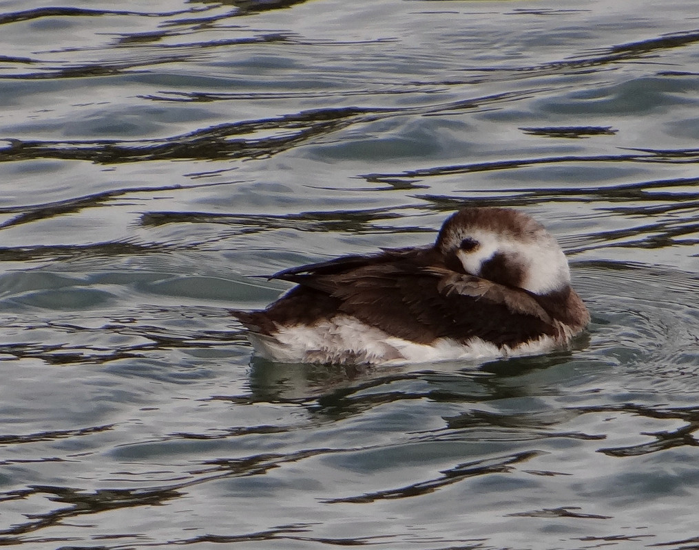FE LONG TAILED DUCK 6 250424