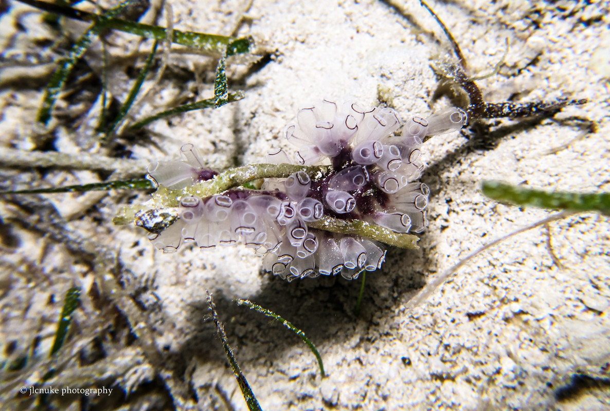 Painted Tunicate Bahamas 11-2020