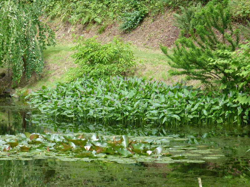 2014-07-13 Arboretum Härle 21