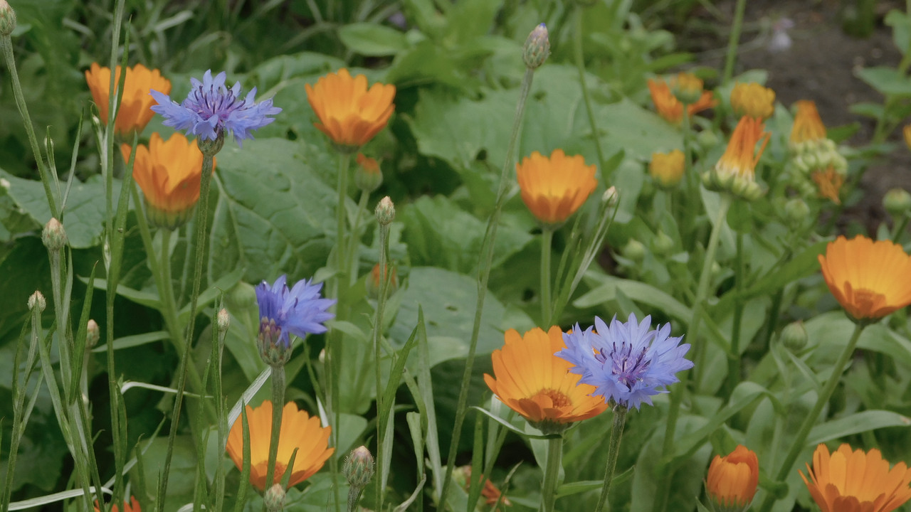 Дачное июль кудряшка , маус-машина и природа 017