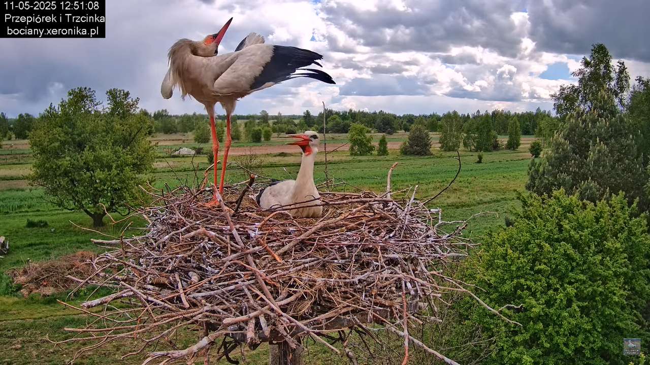 11052025bociany26