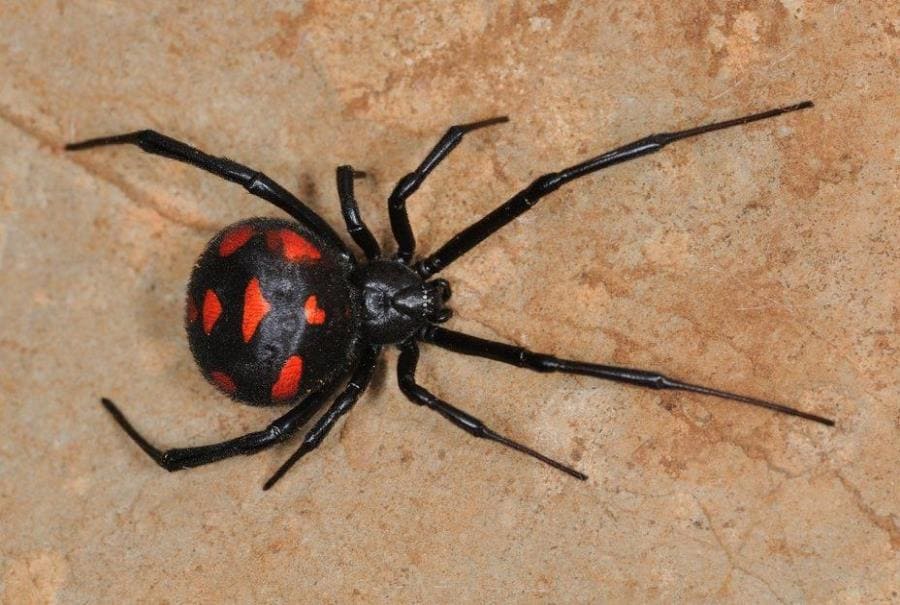 Чёрная вдова Latrodectus - шокирующие факты о легендарном пауке-убийце Чёрная вдова Latrodectus - шокирующие факты о легендарном пауке-убийце