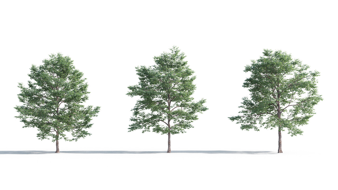 TV-cay_3dsmax_tailieukientruc (15)