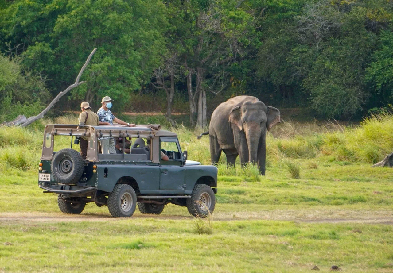 Wildlife on safari