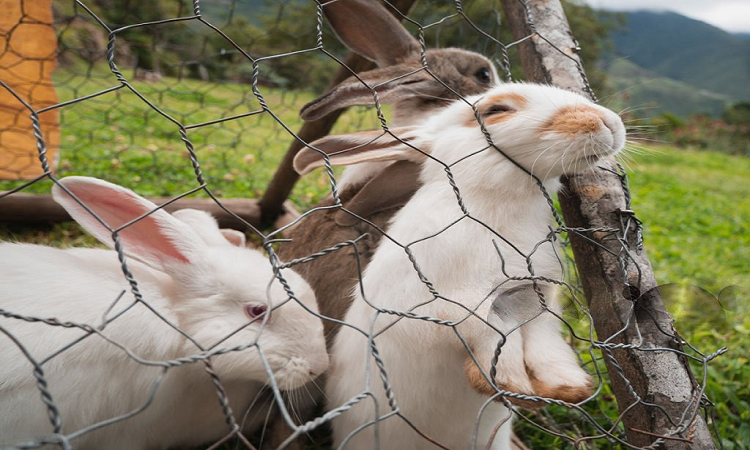 Can Rabbits Climb Chicken Wire