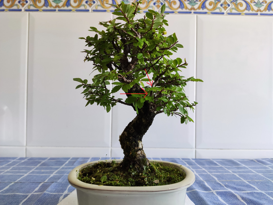 ZELKOVA NIRE - SHOHIN 16-7-2020-9-2