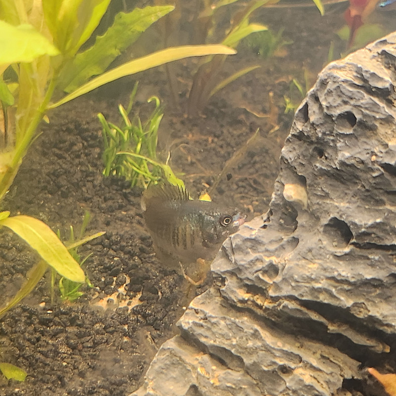 17538230819004073796085350959048