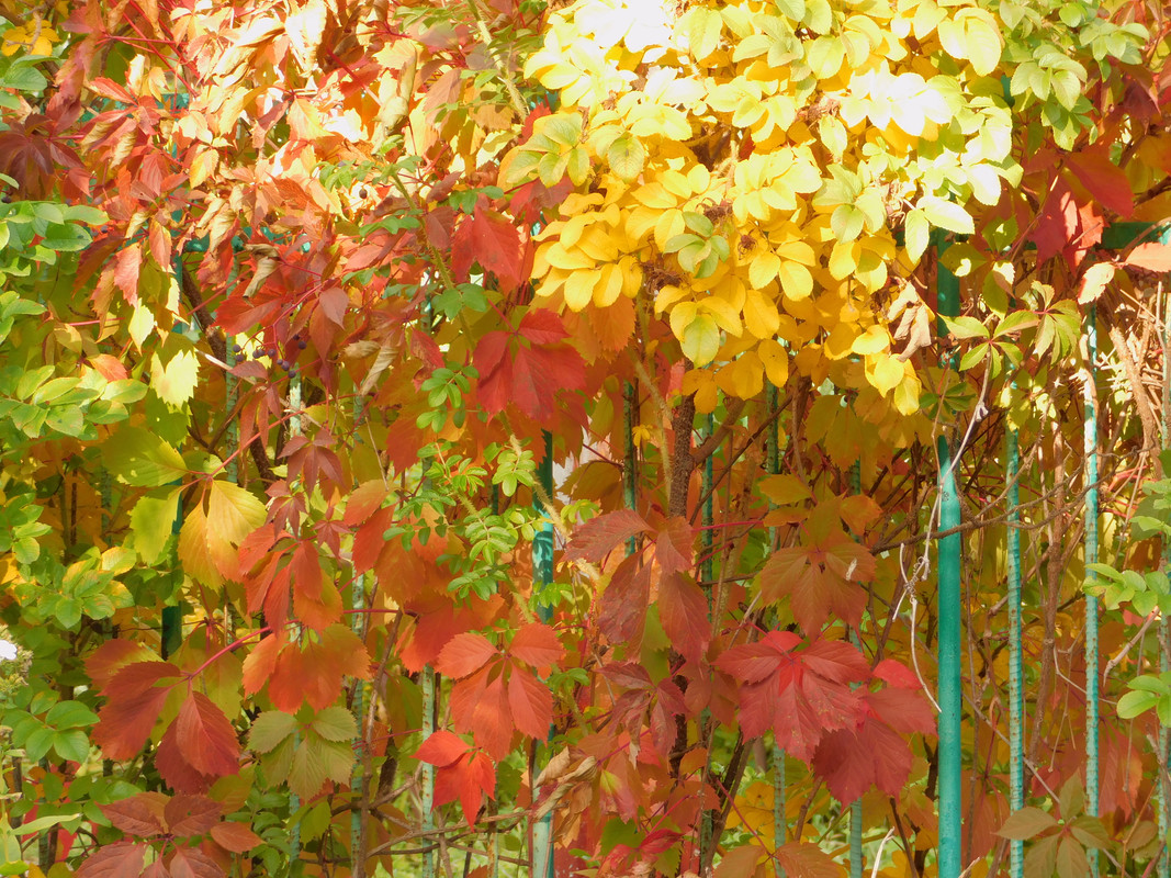 Дачное осеннее и продажа 021