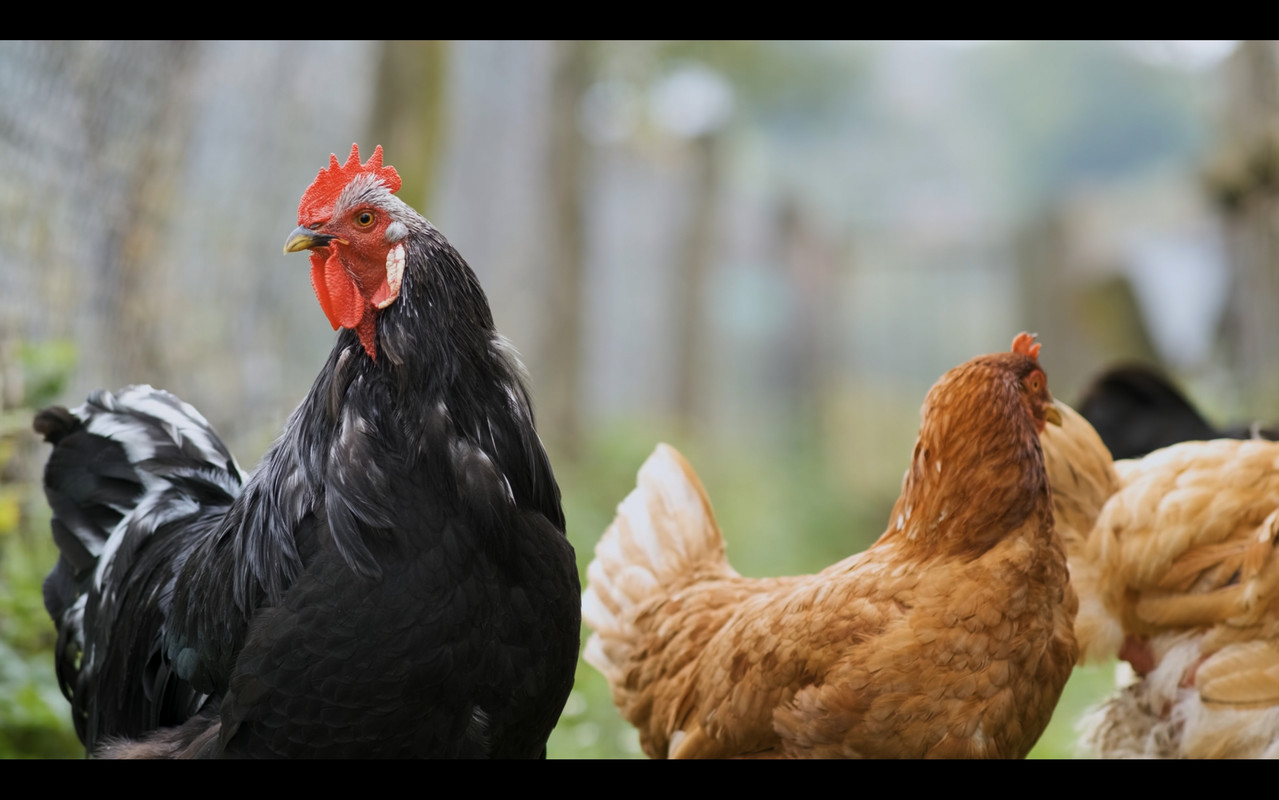 Screenshot_20230110_203250_YouTube