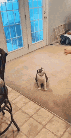 daily-gifdump-3405-27.gif