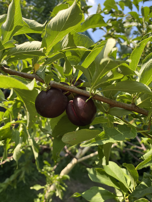 2C13D3C7-8388-4AAA-9B31-1EBC7EA1DB98