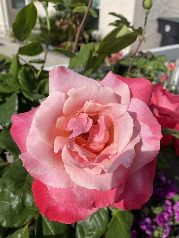 B1FF5B04-0B96-46A7-A654-BAF2B1FC7639_1_102_o