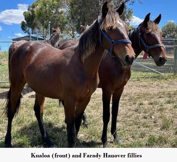 Three fabulous fillies from Durham Park 3