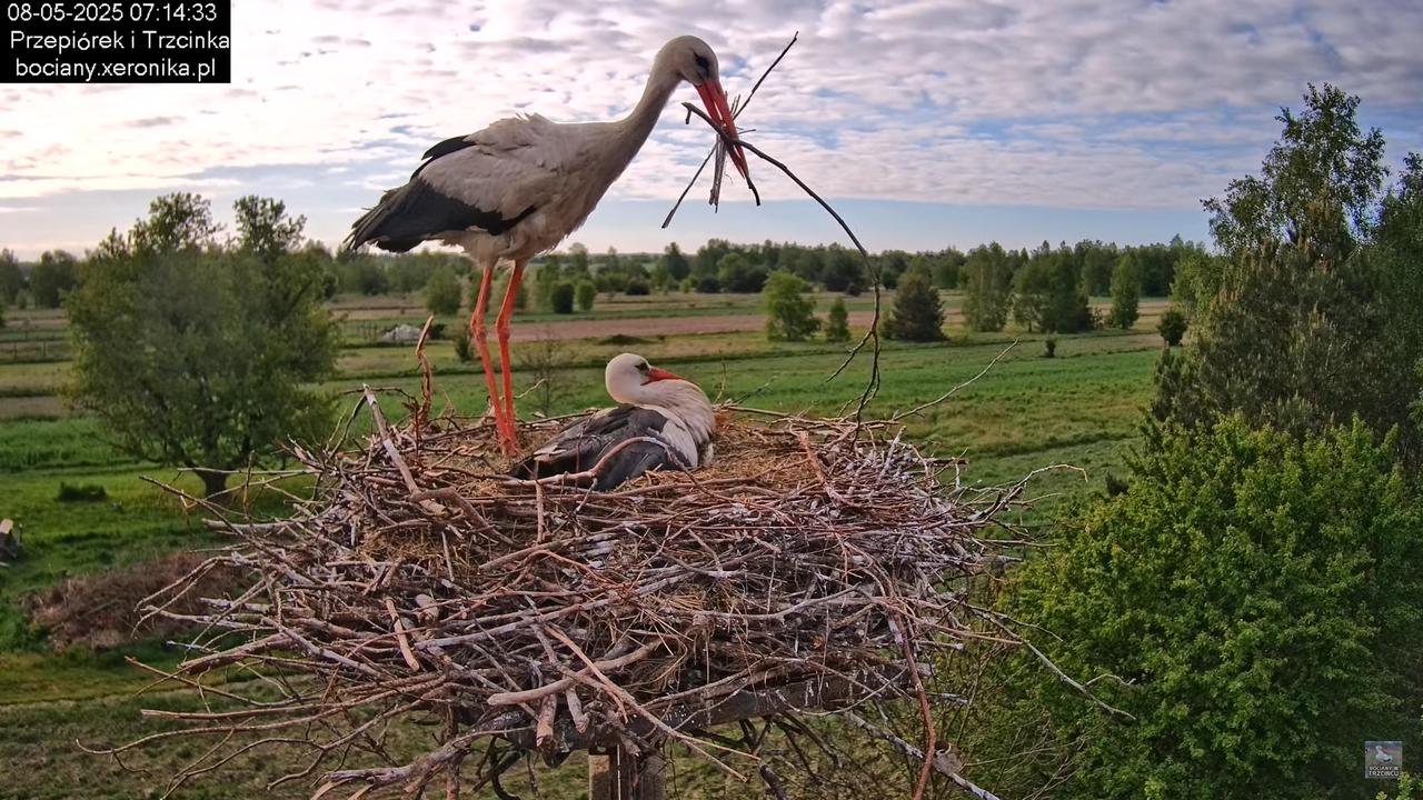 08052025bociany9