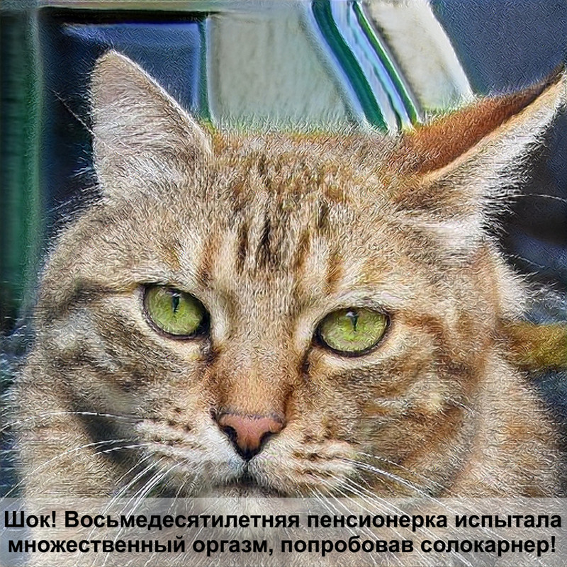 самая крупная кошка в мире