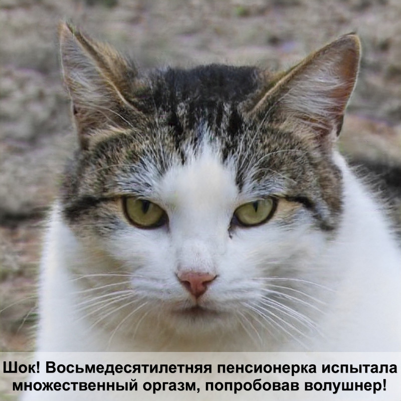 лечебный корм для кошек при мочекаменной болезни