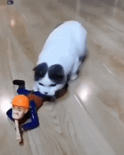 daily-gifdump-3320-19.gif